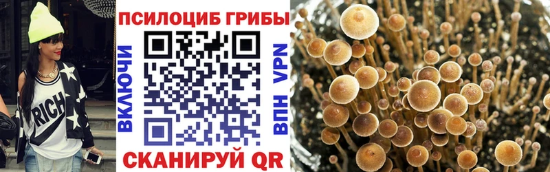 Псилоцибиновые грибы Psilocybe  Сегежа 